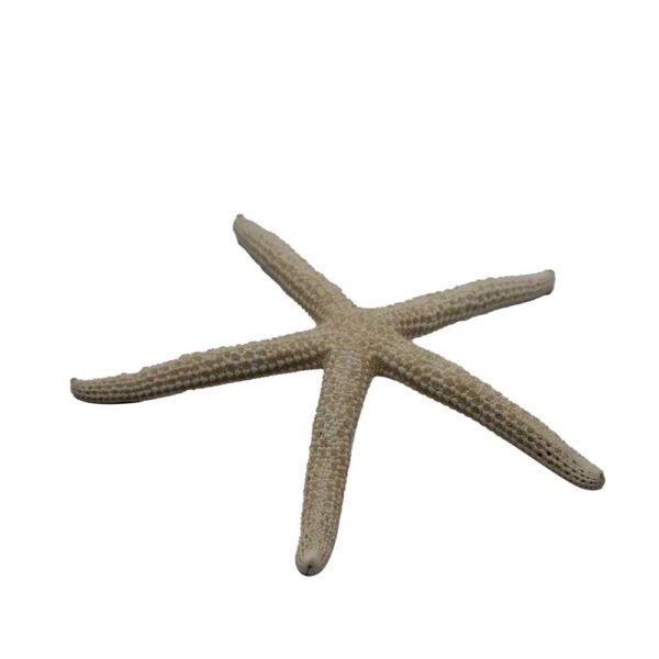 ستاره دریایی