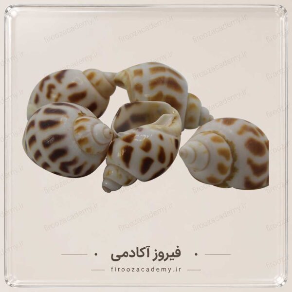 صدف تزئینی2 خارجی