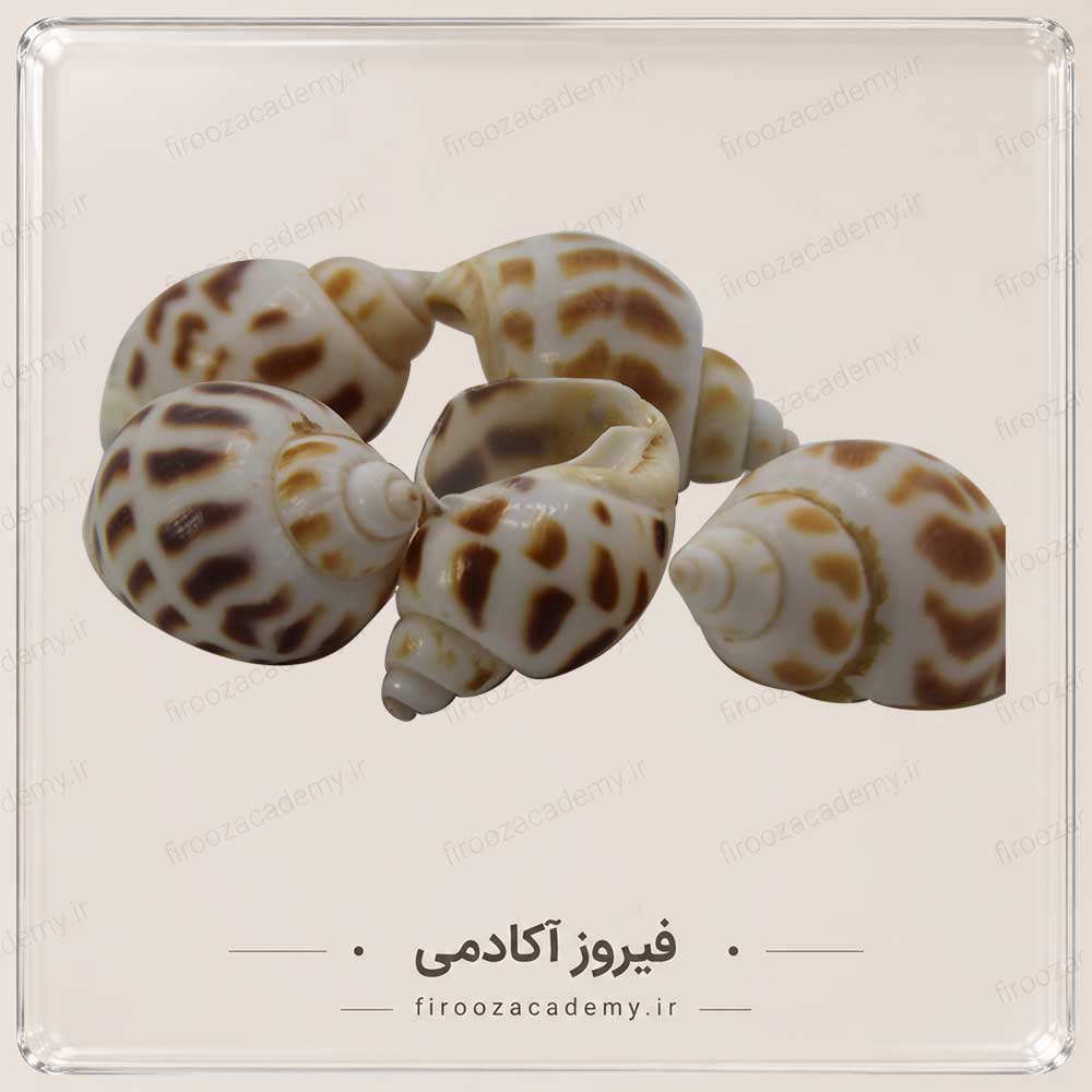 صدف تزئینی2 خارجی