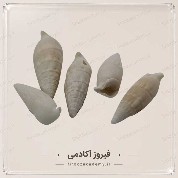 صدف تزئینی3 خارجی