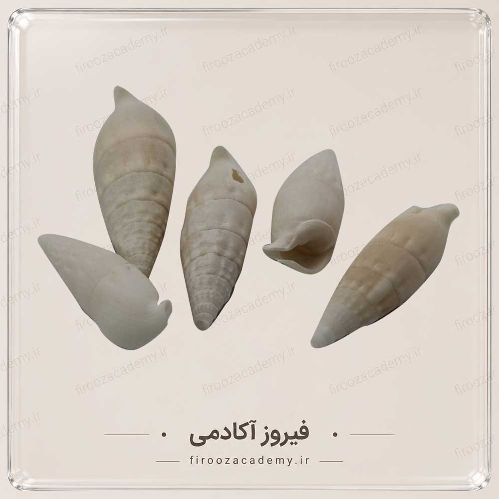 صدف تزئینی3 خارجی
